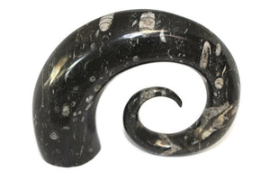 Ornamental Orthoceras Fossil Spiral Display Piece #2